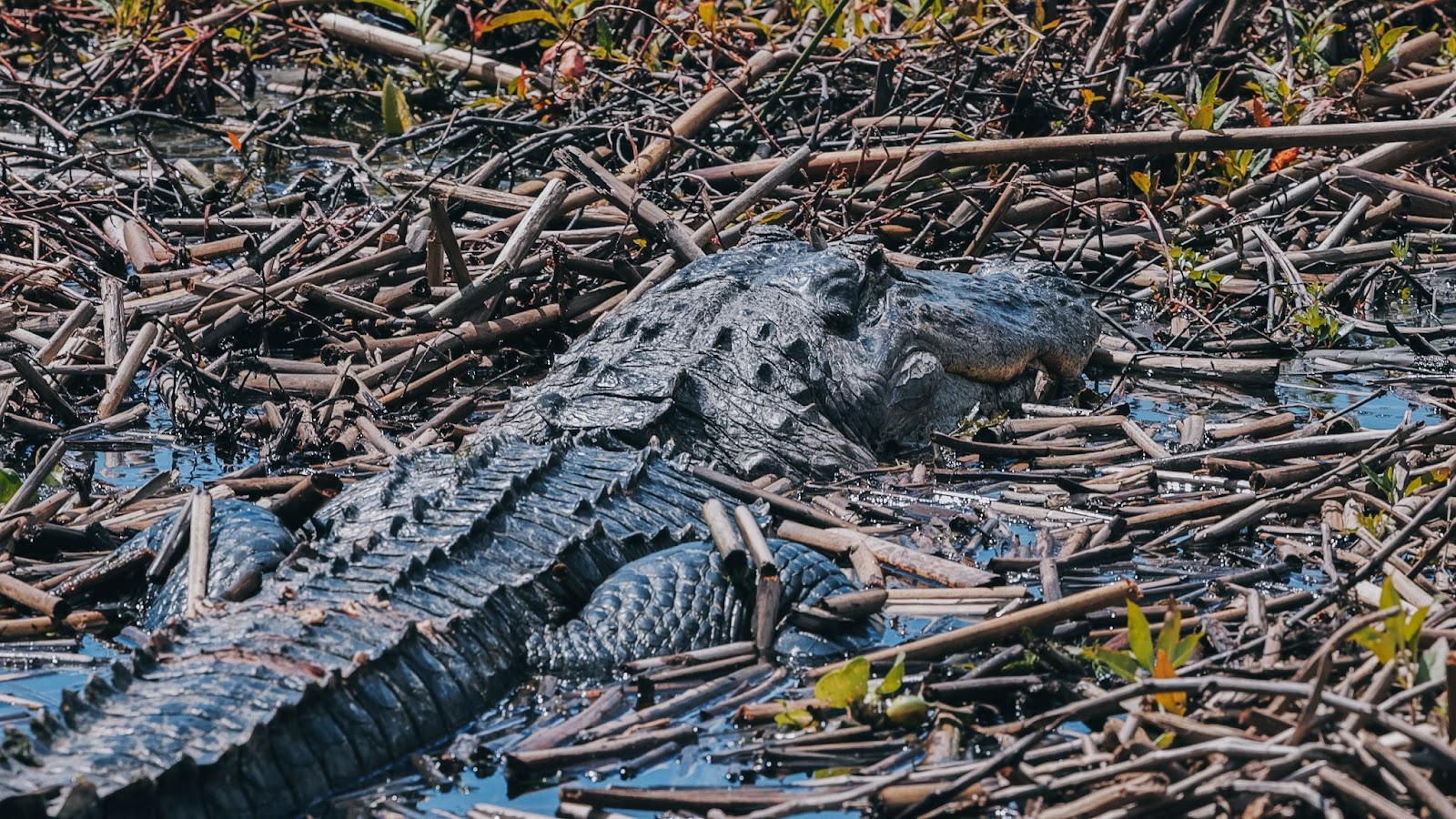 An adult alligator sunbathes at the Wild Florida Everglades
