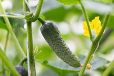 How to grow cucumbers in pots even if you don't have a garden