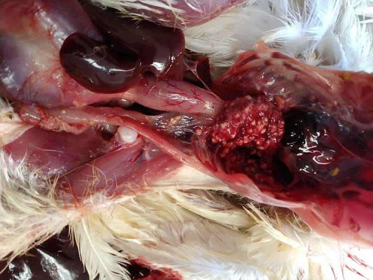 Aspergillosis In Ducks