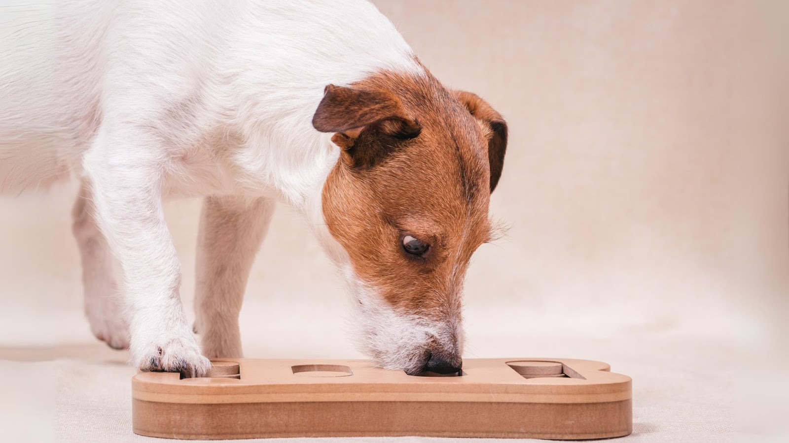 Dog Puzzle Toys