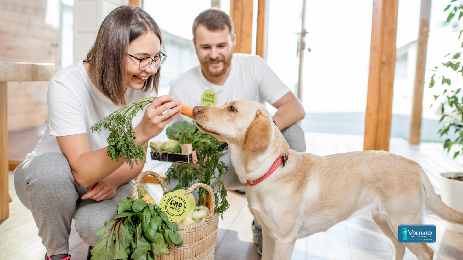 Human food for dogs