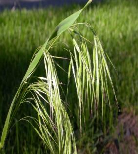 Cheat Grass - Bromus tectorum tectorum | S&E Wards Landscape Management