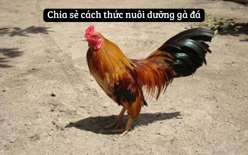 Chia sẻ cách thức nuôi dưỡng gà đá