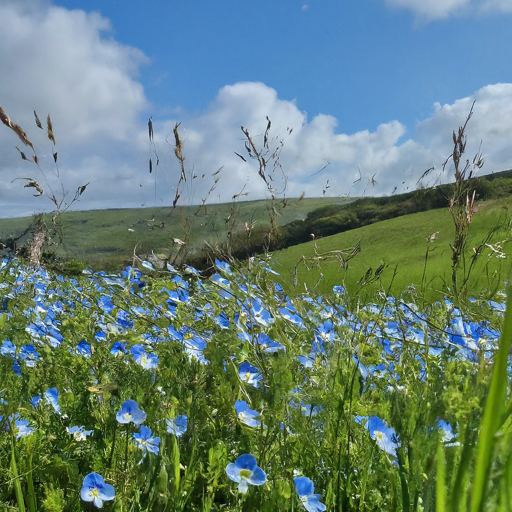 Into the World of Fieldrush: Unveiling Varieties and Colors