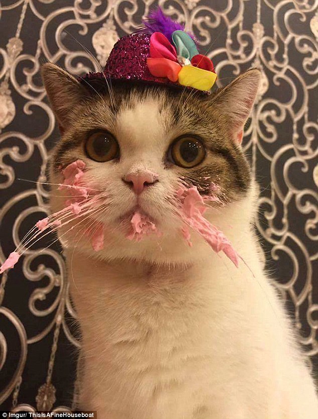 An adorable photograph shows the cat looking extremely guilty for demolishing the birthday cake 