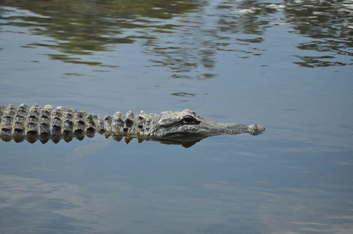 Alligators and Northern Climates