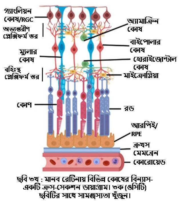 D:\Rashid\OCT-Optical coherence tomography\ছবি ৩খ -Human retina- a cross-section diagram.jpg