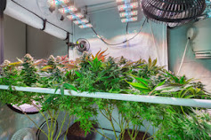 Growing Cannabis: Cloning Marijuana Plants