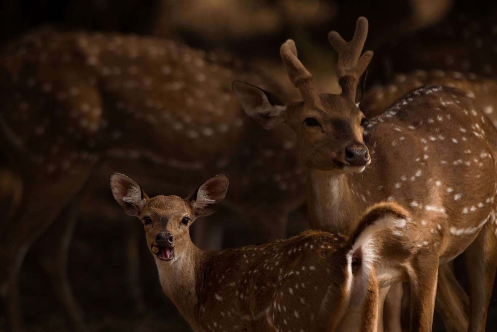 Bandipur Forest 