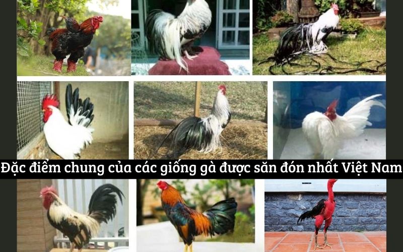 Đặc điểm chung của các giống gà được săn đón nhất Việt Nam