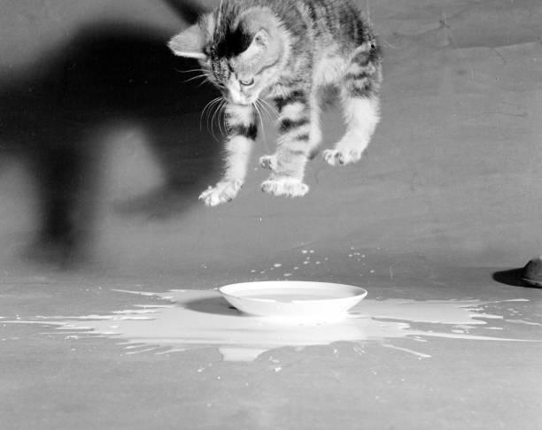 A cat jumping over a bowl of milk

Description automatically generated