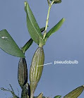 E:\savinay\pseudobulb.jpg