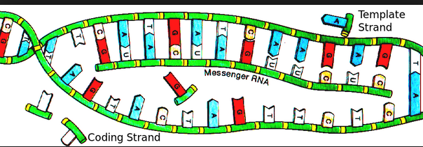 messenger RNA leob railroad tracks 1