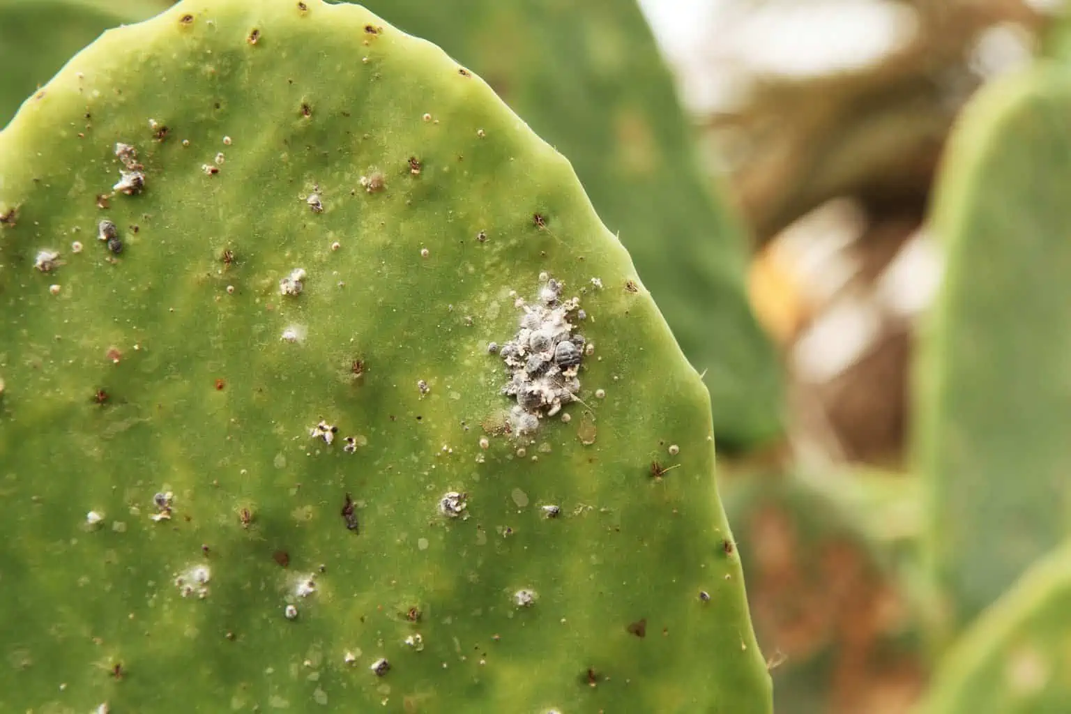 Fungal or Bacterial Infections
