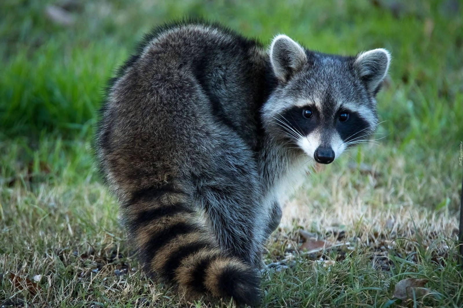 Why Do Raccoons Live So Short