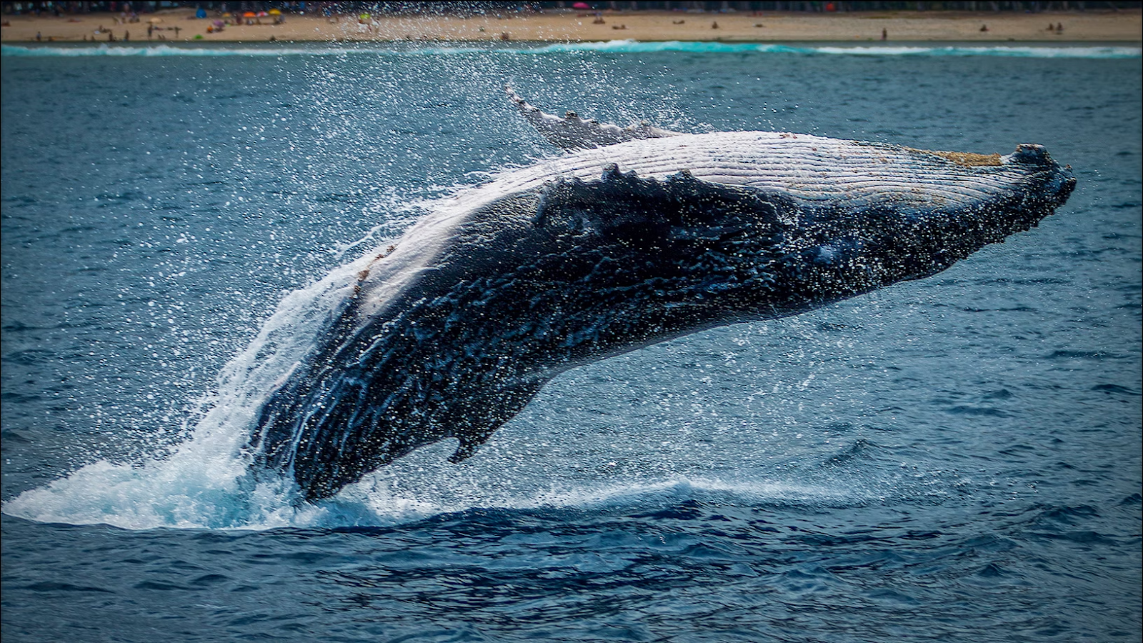 Whale Watching