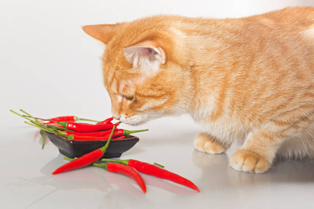 Can Cats Really Taste Spicy?