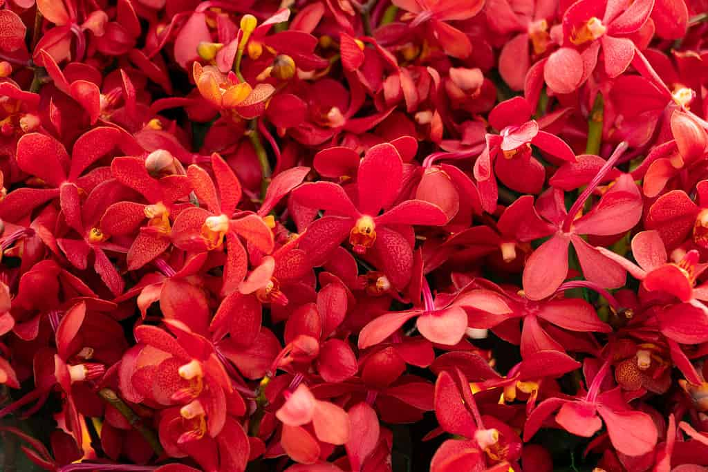 Red Orchids (Orchidaceae family)