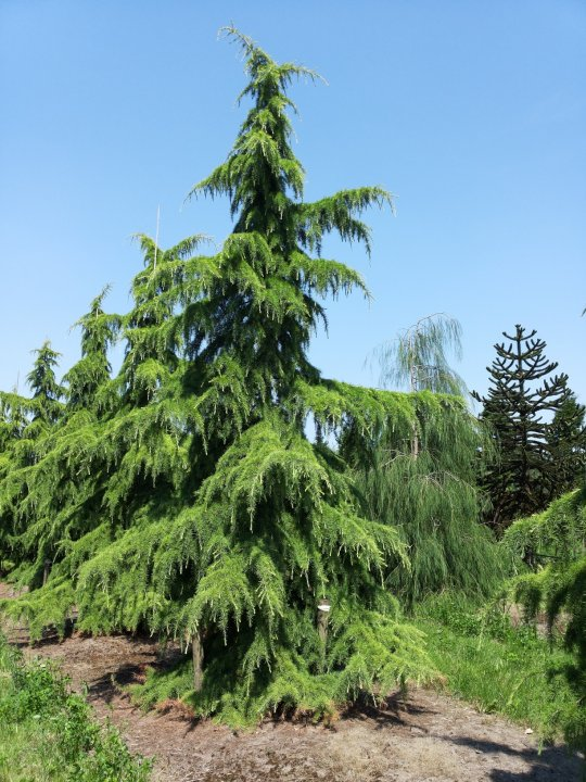 Deodar Cedar (Cedrus deodara)