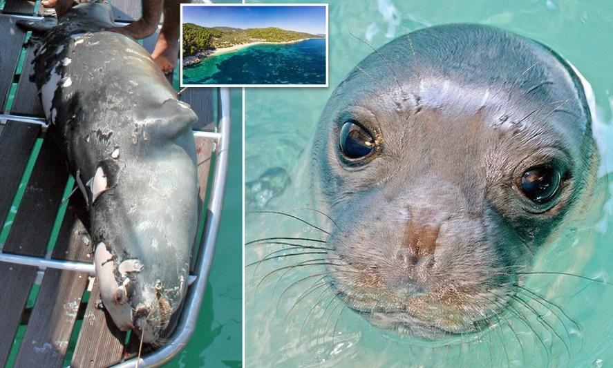 Fisherman who killed Kostis, a Greek island's beloved rare seal, is wanted  by authorities | Daily Mail Online