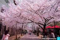 Tìm hiểu ý nghĩa và vẻ đẹp hoa đào Nhật Bản