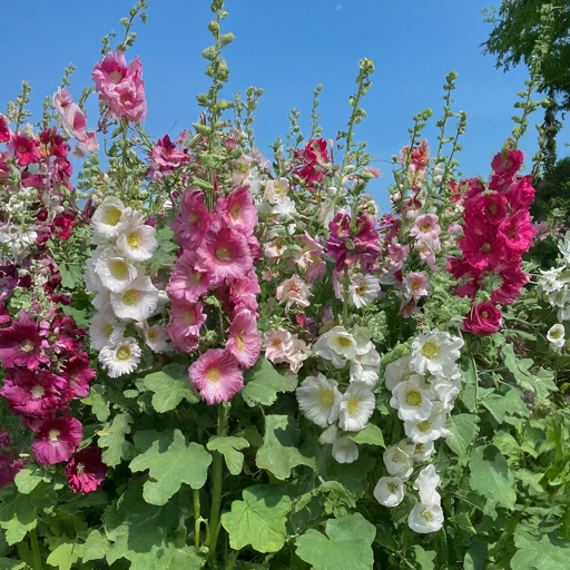 Hollyhock