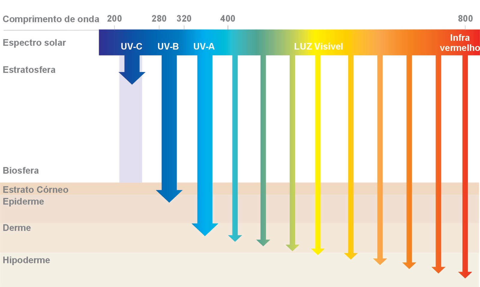 Comprimentos de onda da radiação solar e capacidade de penetração na pele