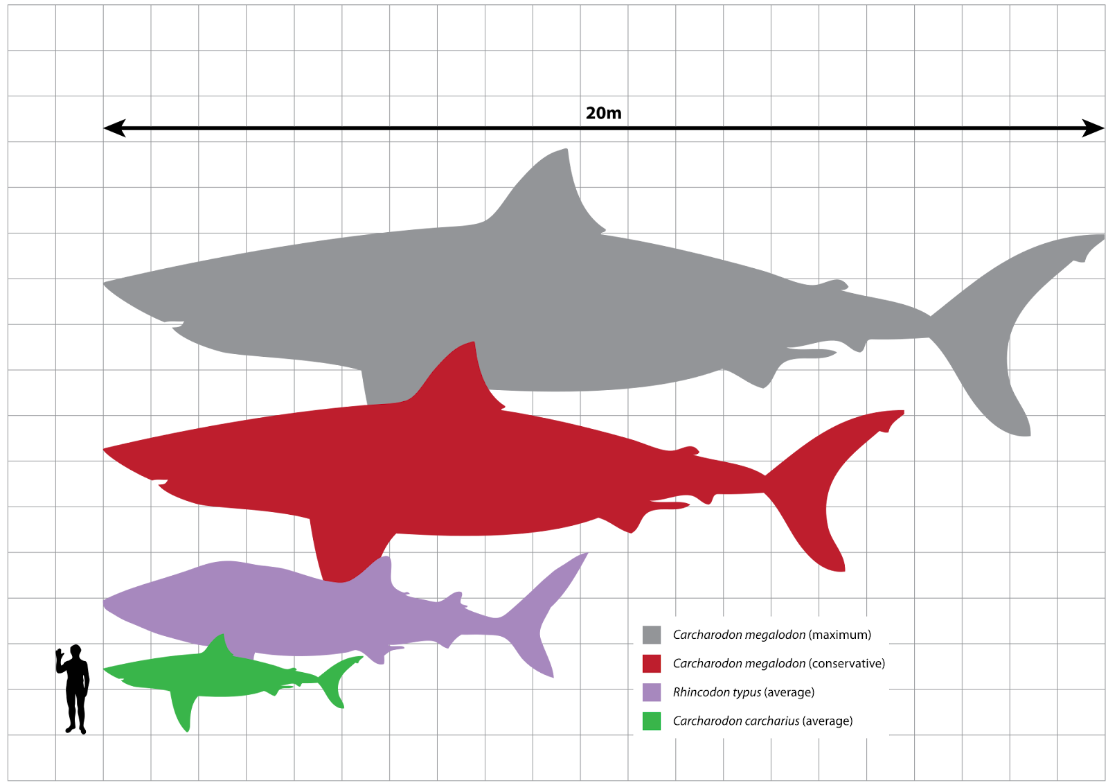https://upload.wikimedia.org/wikipedia/commons/thumb/4/4d/Megalodon_scale.svg/2000px-Megalodon_scale.svg.png