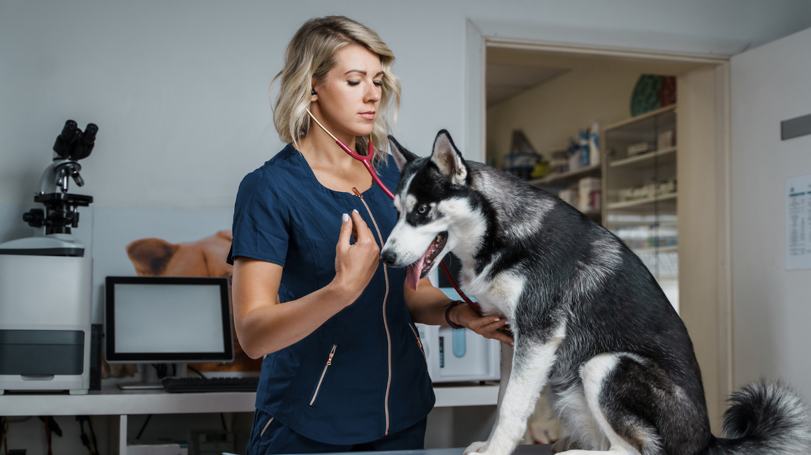adult husky being checked on a clinic