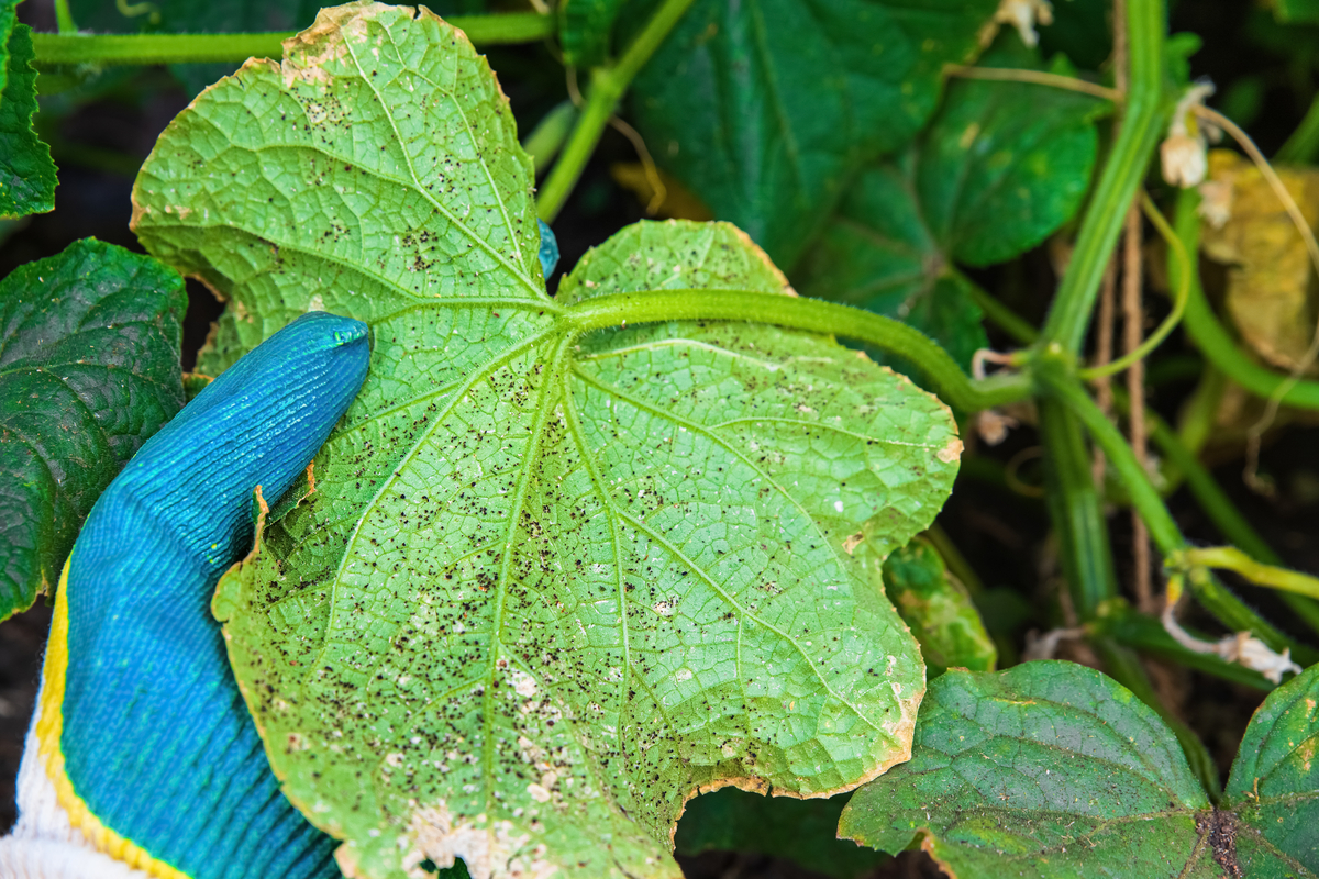 Pests and Diseases