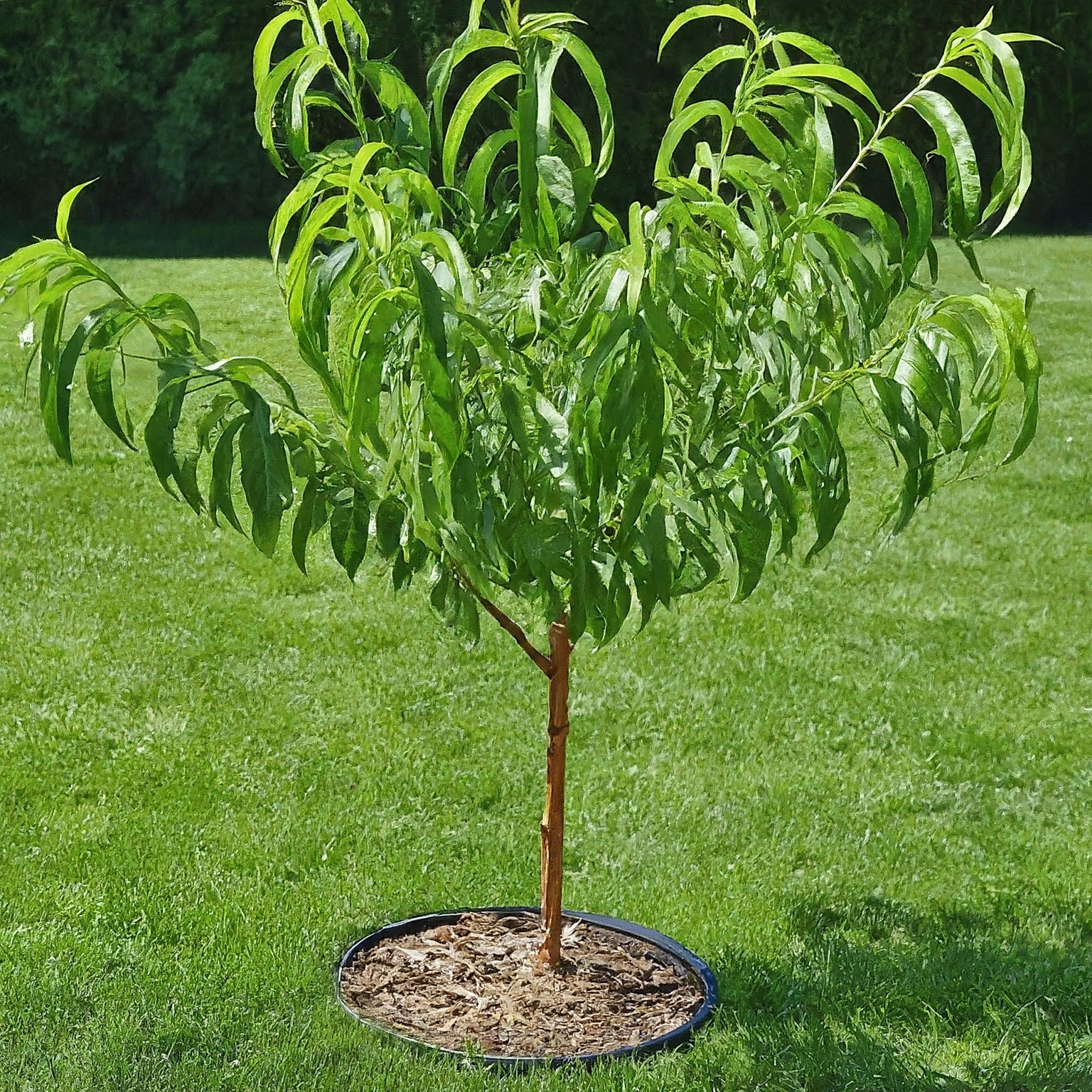 plant your peach tree outside