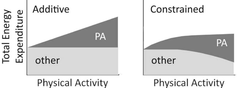 Constrained energy model, cardio creates compensatory effect on metabolism