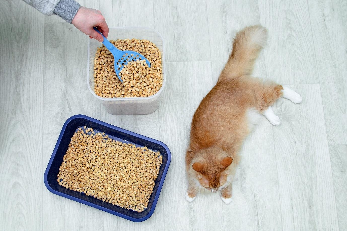7 Homemade Cat Litter Substitutes | LoveToKnow Pets
