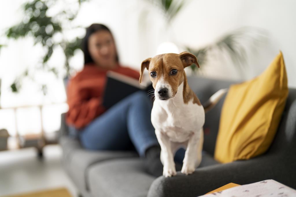 Pet em apartamento: veja como tornar o espaço mais confortável para o animal