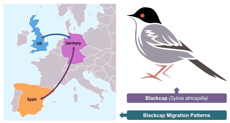 blackcap migration