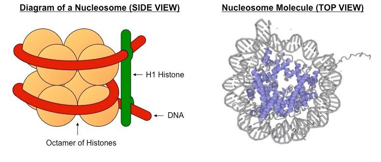 nucleosome diagram