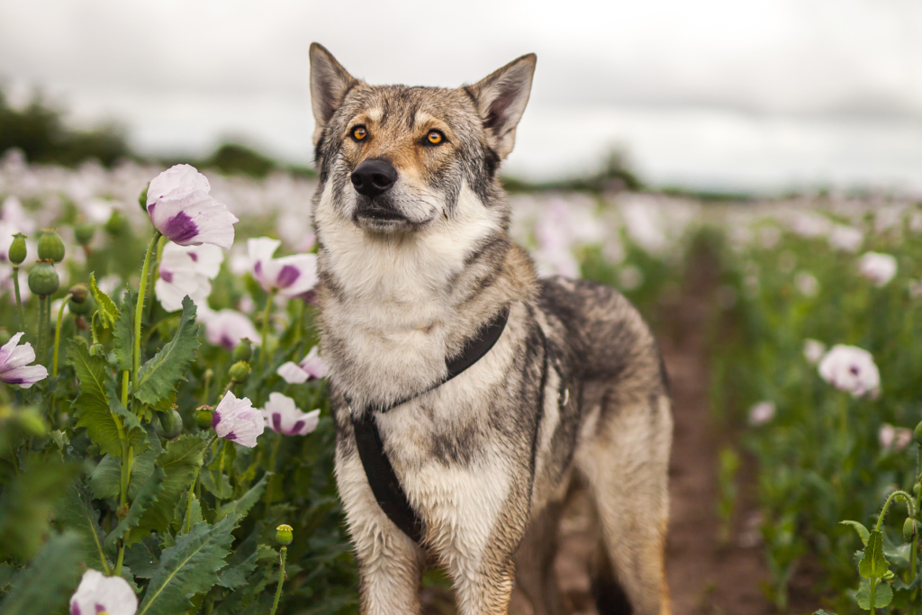 Wolf Dog 