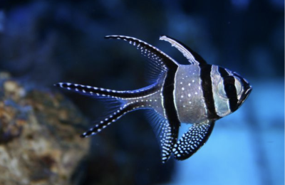 banggai cardinal fish, white and black stripe fish