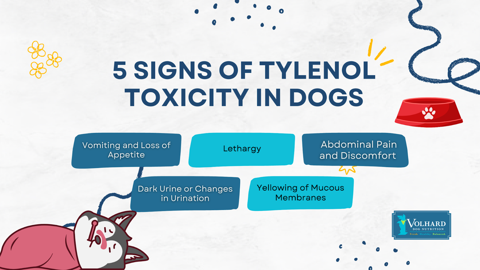 5 signs of tylenol toxicity in dogs