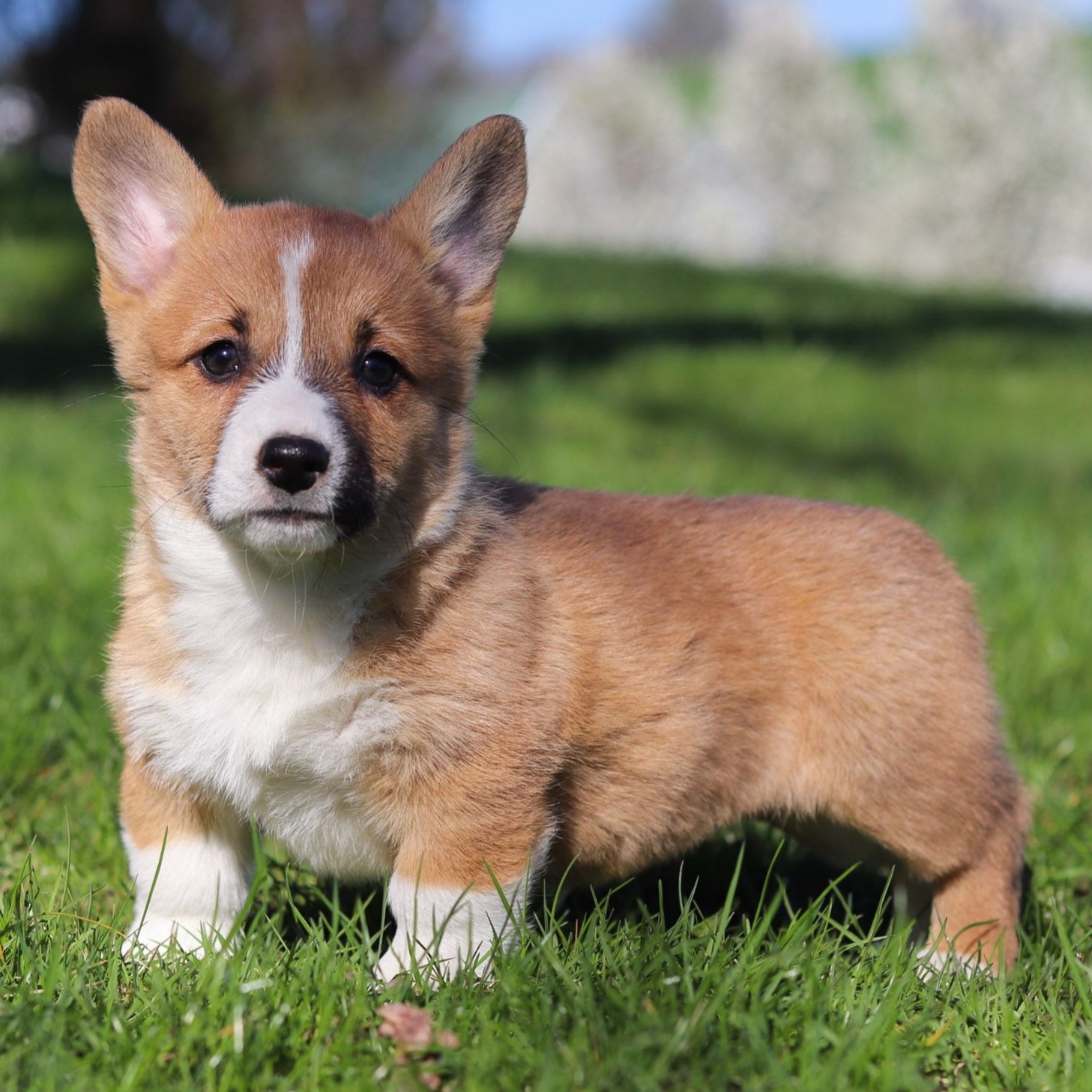 pembroke welsh corgi puppy breed