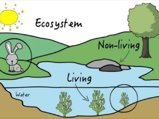 Geography Ecosystems Questions and Answers | Teaching Resources