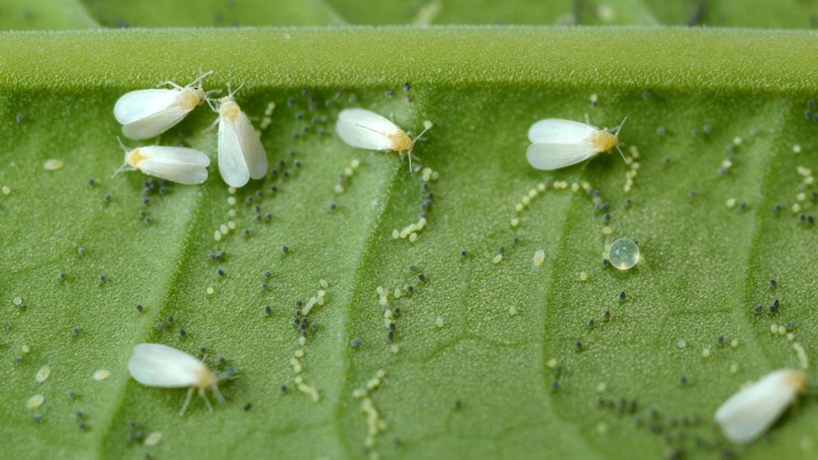 closeup photo of a cluster of tiny white fly eggs laid on a piece of fruit