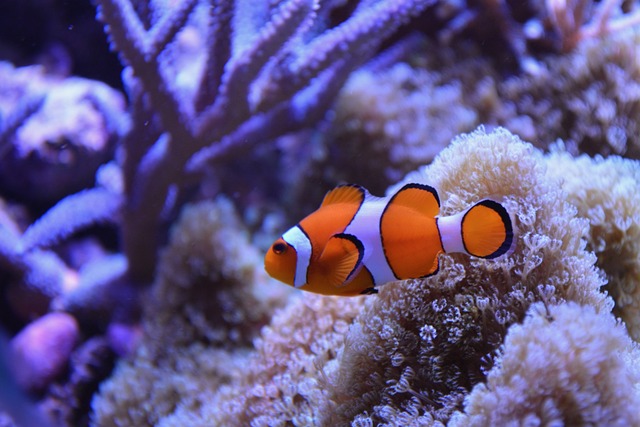 Types of Saltwater Fish - Reef fish - Clownfish