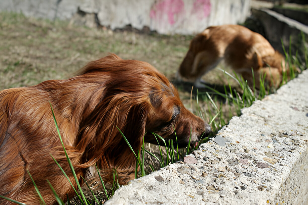 Effective home remedies to stop dog from eating poop