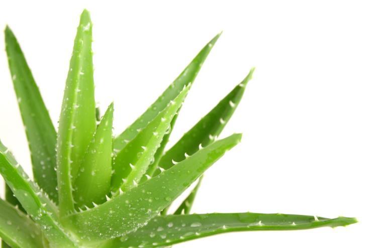 Aloe vera được biết đến với công dụng làm đẹp cực kì hiệu quả