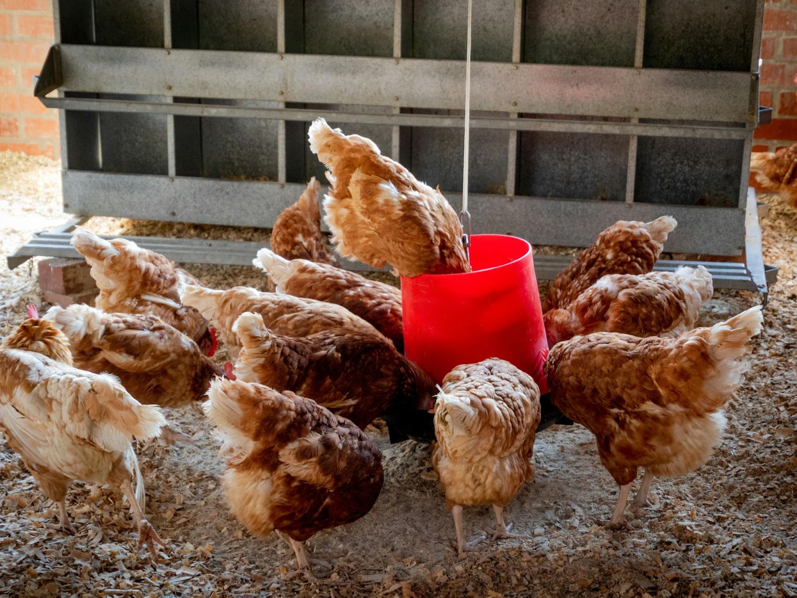 Poultry Business Plan In Nigeria