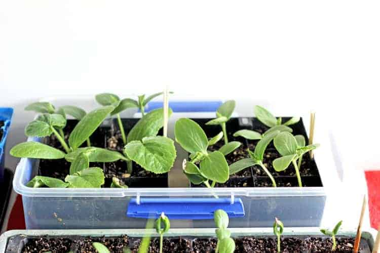Harden off cucumber seedlings.