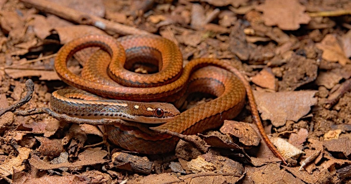 Brown Snakes Virginia