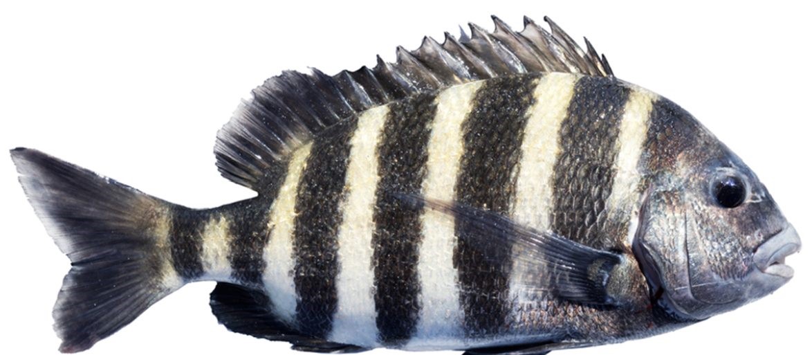 Florida Saltwater Fish - Sheepshead Saltwater Fish