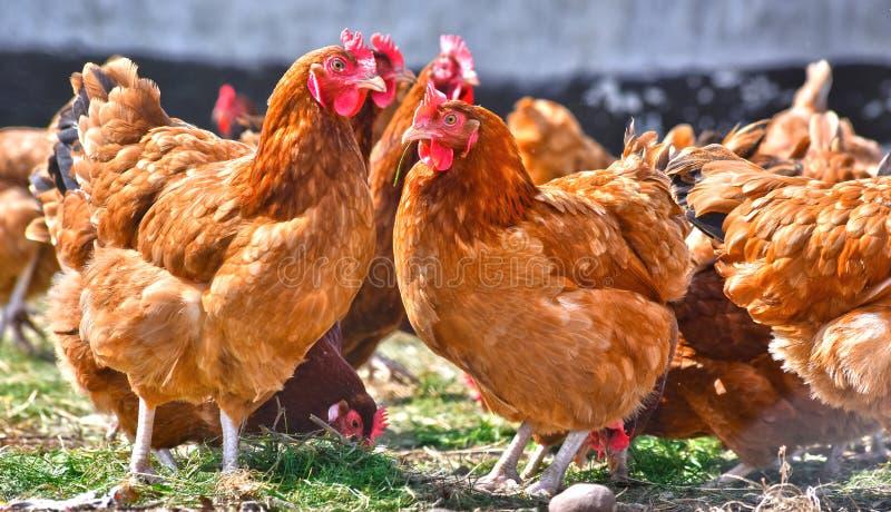444,003 Poultry Stock Photos - Free & Royalty-Free Stock ...